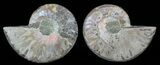 Bargain, Sliced Fossil Ammonite Pair #51482-1